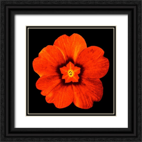 Sepia Floral 2 Black Ornate Wood Framed Art Print with Double Matting by Greene, Taylor