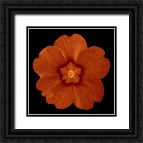 Sepia Floral C Black Ornate Wood Framed Art Print with Double Matting by Greene, Taylor