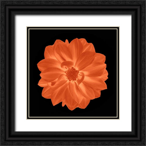 Sepia Floral A Black Ornate Wood Framed Art Print with Double Matting by Greene, Taylor