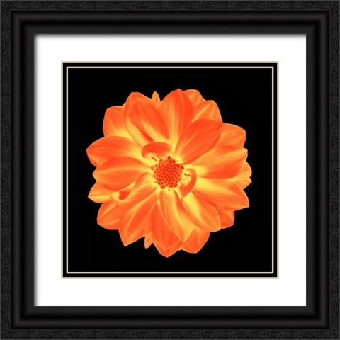 Sepia Floral B Black Ornate Wood Framed Art Print with Double Matting by Greene, Taylor