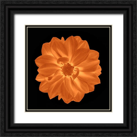 Sepia Floral IV Black Ornate Wood Framed Art Print with Double Matting by Greene, Taylor