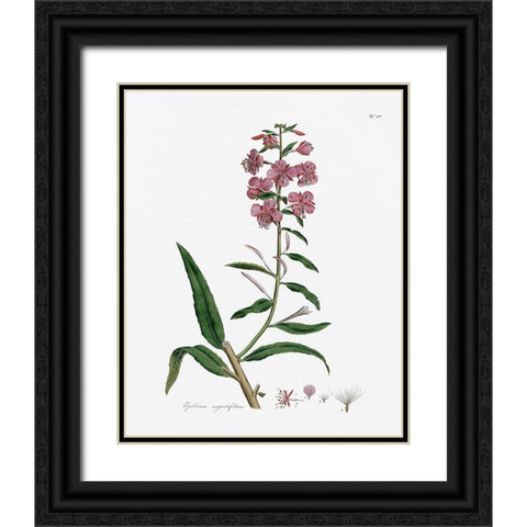 Rose Botanical I Black Ornate Wood Framed Art Print with Double Matting by CAD Designs