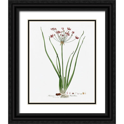 Rose Botanical II Black Ornate Wood Framed Art Print with Double Matting by CAD Designs