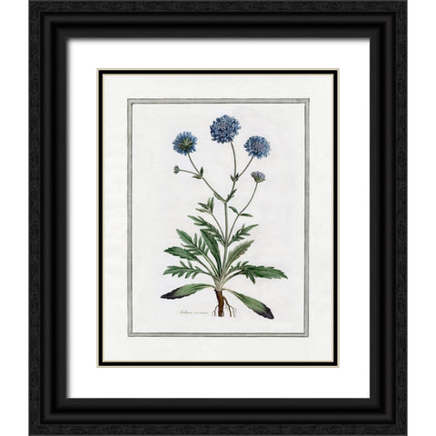 Soft Botanical II Black Ornate Wood Framed Art Print with Double Matting by CAD Designs