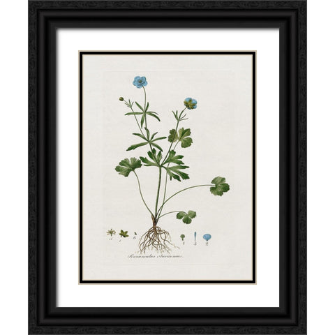 Buttercup Study Black Ornate Wood Framed Art Print with Double Matting by Donovan, Kelly