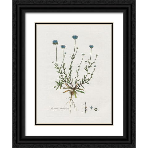 Bellflower Study Black Ornate Wood Framed Art Print with Double Matting by Donovan, Kelly