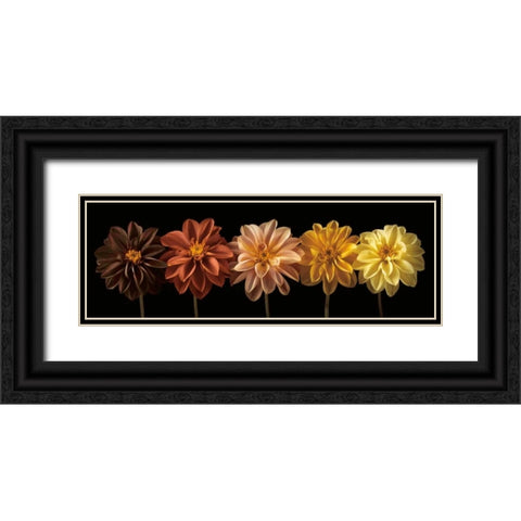 Floral Salute Black Ornate Wood Framed Art Print with Double Matting by Frank, Assaf