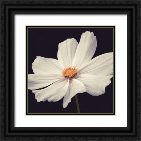 Cosmos II Black Ornate Wood Framed Art Print with Double Matting by Frank, Assaf