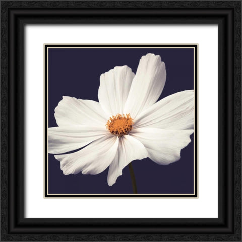 Cosmos II Black Ornate Wood Framed Art Print with Double Matting by Frank, Assaf