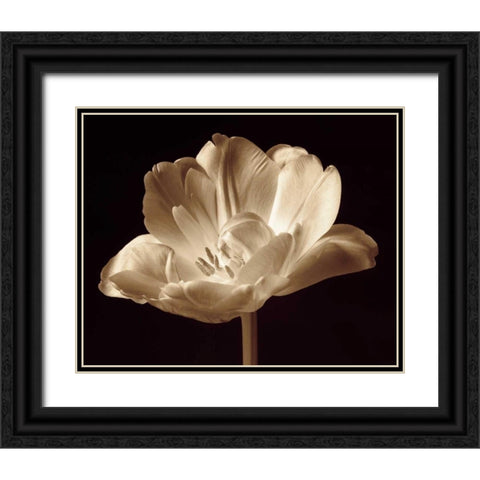 Champagne Tulip III Black Ornate Wood Framed Art Print with Double Matting by Britt, Charles