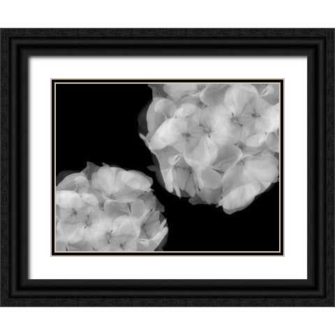 Hydrangea Black Ornate Wood Framed Art Print with Double Matting by Christensen, Jim
