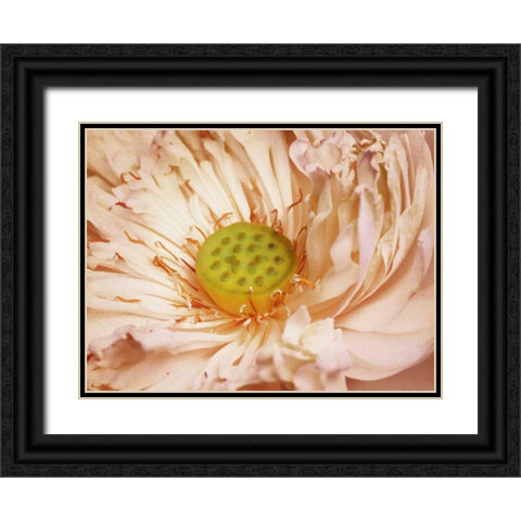 Peaches and Cream Black Ornate Wood Framed Art Print with Double Matting by PI Studio