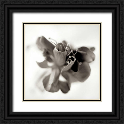 Florison - 37 Black Ornate Wood Framed Art Print with Double Matting by Blaustein, Alan