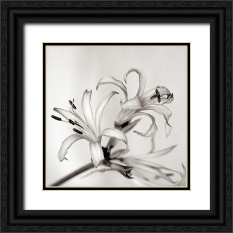 Florison - 34 Black Ornate Wood Framed Art Print with Double Matting by Blaustein, Alan