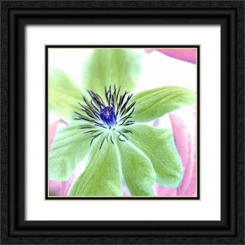 Floral Color- 12 Black Ornate Wood Framed Art Print with Double Matting by Blaustein, Alan