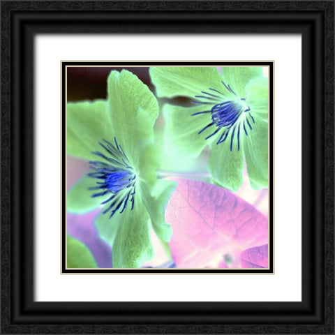 Floral Color - 13 Black Ornate Wood Framed Art Print with Double Matting by Blaustein, Alan