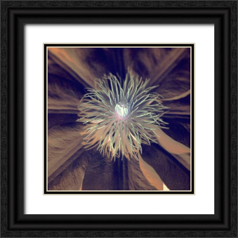 Floral Color - 15 Black Ornate Wood Framed Art Print with Double Matting by Blaustein, Alan