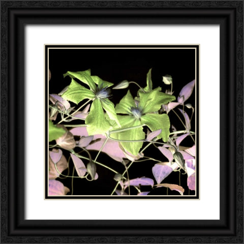 Floral Color - 17 Black Ornate Wood Framed Art Print with Double Matting by Blaustein, Alan