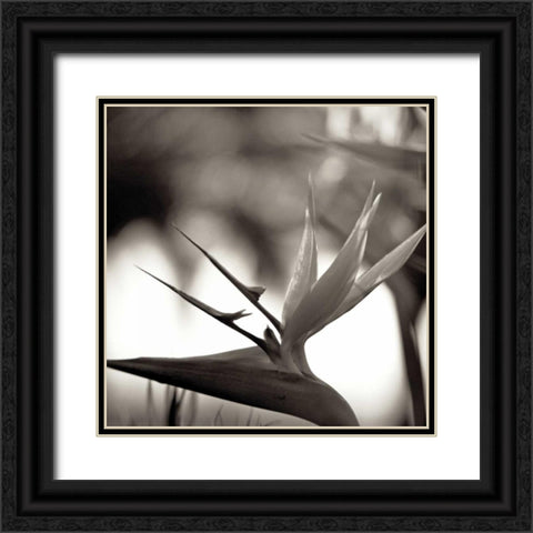 Florison - 29 Black Ornate Wood Framed Art Print with Double Matting by Blaustein, Alan