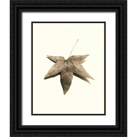 Japanese Maple Black Ornate Wood Framed Art Print with Double Matting by Blaustein, Alan