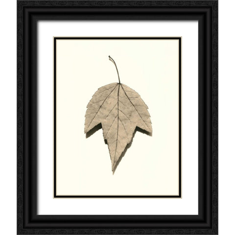 Red Maple Black Ornate Wood Framed Art Print with Double Matting by Blaustein, Alan