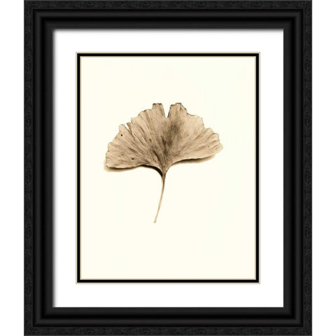 Ginkgo Leaf Black Ornate Wood Framed Art Print with Double Matting by Blaustein, Alan