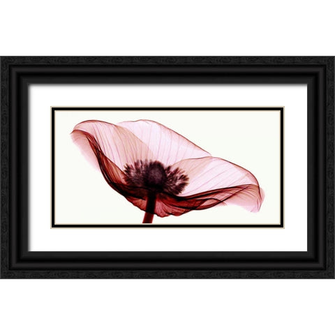 Anemone I Black Ornate Wood Framed Art Print with Double Matting by Coop, Robert