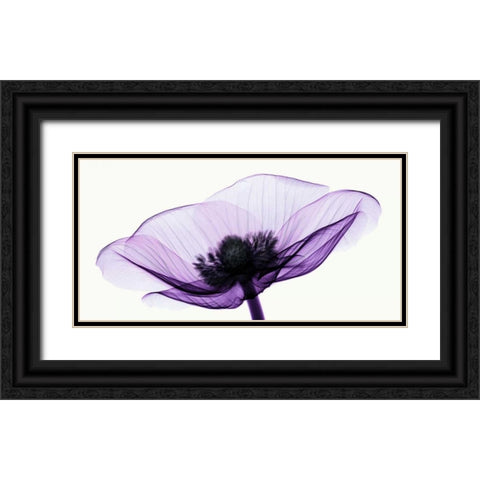 Anemone II Black Ornate Wood Framed Art Print with Double Matting by Coop, Robert