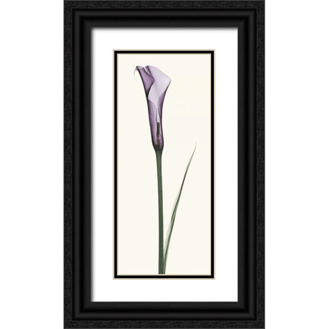 Calla Lily Black Ornate Wood Framed Art Print with Double Matting by Coop, Robert
