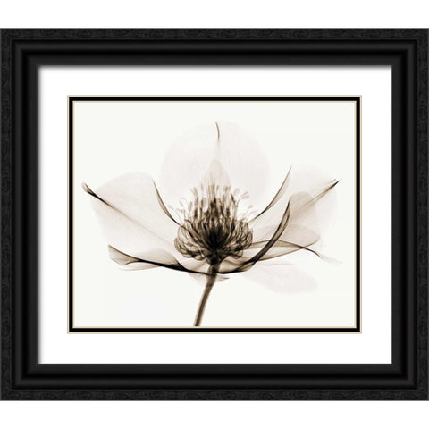 Hellebore I Black Ornate Wood Framed Art Print with Double Matting by Coop, Robert