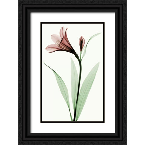 Lily I Black Ornate Wood Framed Art Print with Double Matting by Coop, Robert
