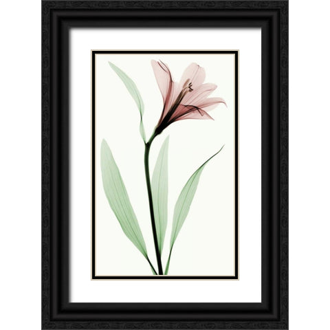 Lily II Black Ornate Wood Framed Art Print with Double Matting by Coop, Robert