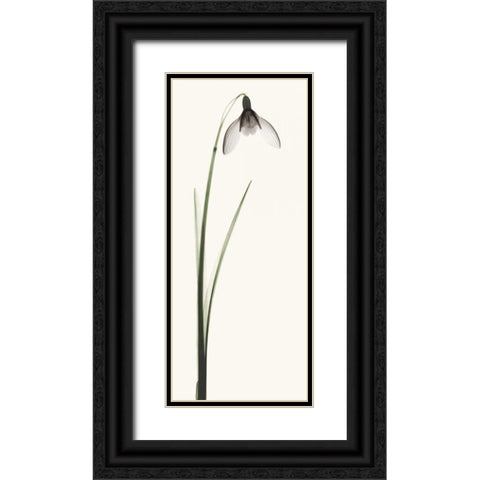 Snowdrop II Black Ornate Wood Framed Art Print with Double Matting by Coop, Robert