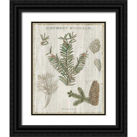 Woodland Chart II Black Ornate Wood Framed Art Print with Double Matting by Schlabach, Sue