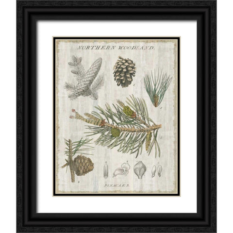 Woodland Chart III Black Ornate Wood Framed Art Print with Double Matting by Schlabach, Sue