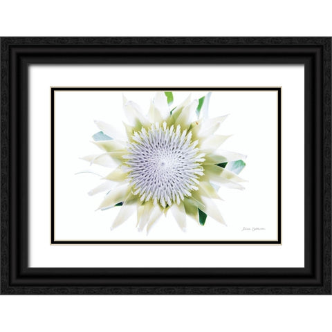 Protea Center I Black Ornate Wood Framed Art Print with Double Matting by Catterall, Elise