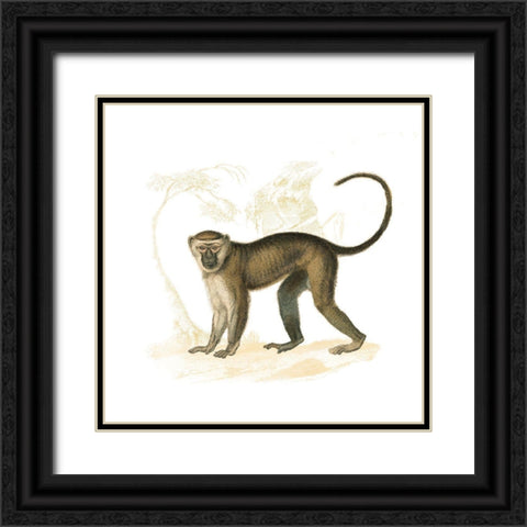 Golden Monkey Black Ornate Wood Framed Art Print with Double Matting by Wild Apple Portfolio