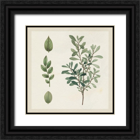 Victorian Garden Chart III Black Ornate Wood Framed Art Print with Double Matting by Wild Apple Portfolio