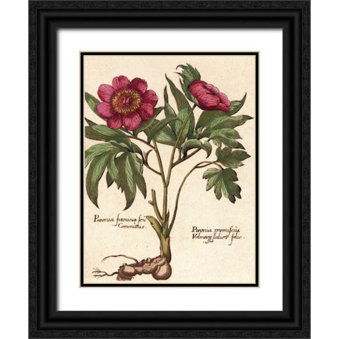 Giant Peony I Black Ornate Wood Framed Art Print with Double Matting by Van Houtte, Ludwig