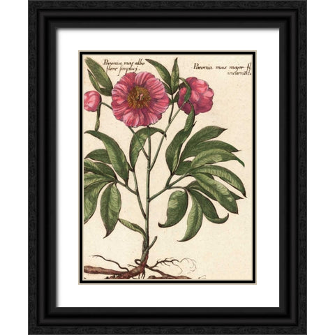 Giant Peony II Black Ornate Wood Framed Art Print with Double Matting by Van Houtte, Ludwig