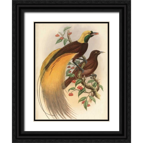 Golden Bird of Paradise Black Ornate Wood Framed Art Print with Double Matting by Reynolds, Alastair