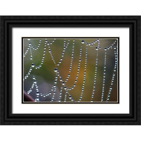 Tausend kleine Sonnen Black Ornate Wood Framed Art Print with Double Matting by Rossmeissl, Gerhard