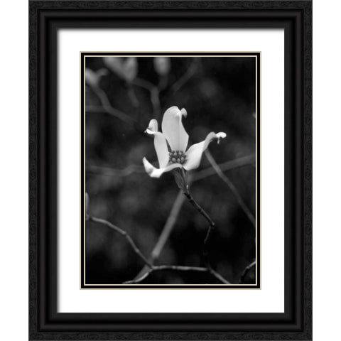 Floral Portrait V Black Ornate Wood Framed Art Print with Double Matting by Pica, Jeff