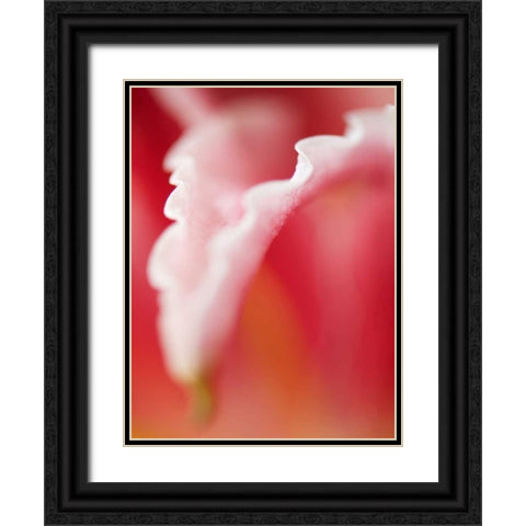 Macro Tulip I Black Ornate Wood Framed Art Print with Double Matting by Nourock, Jonathan