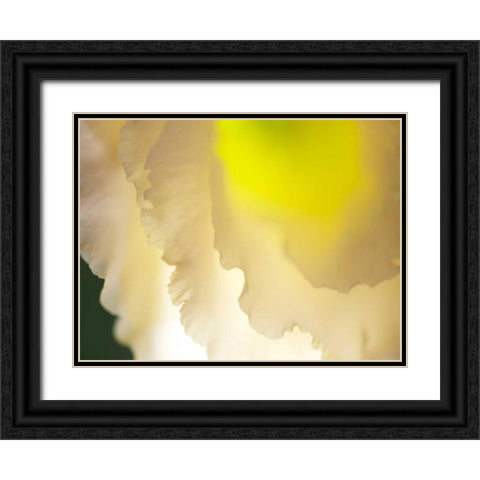 White Lisianthus II Black Ornate Wood Framed Art Print with Double Matting by Nourock, Jonathan