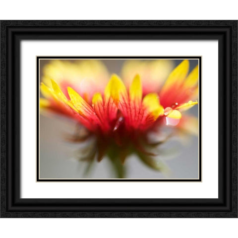 Gaillardia II Black Ornate Wood Framed Art Print with Double Matting by Nourock, Jonathan