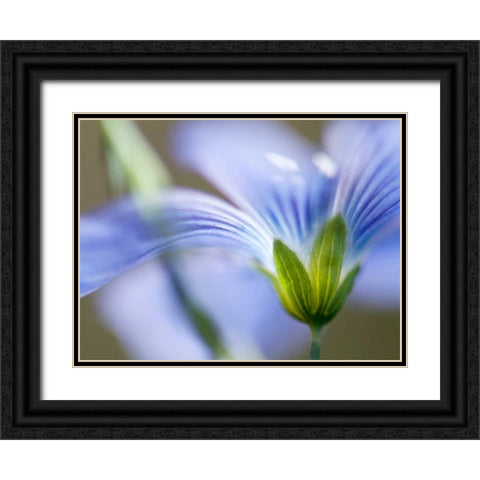 Blue Flax I Black Ornate Wood Framed Art Print with Double Matting by Nourock, Jonathan