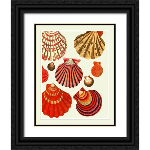Red and Cream Clam Shells Black Ornate Wood Framed Art Print with Double Matting by Fab Funky