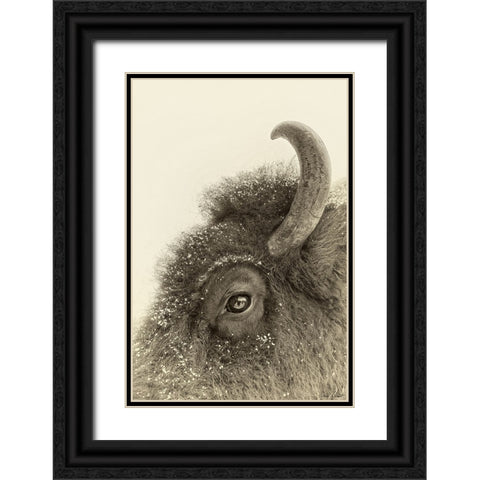 Buffalo Eye and Snow Black Ornate Wood Framed Art Print with Double Matting by Drost, David