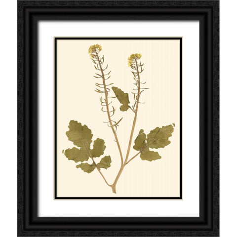 Pressed Botanical I Black Ornate Wood Framed Art Print with Double Matting by Vision Studio